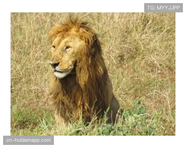 特写聚焦：马赛老将完成关键拦截后，因体力不支无法参与后续进攻